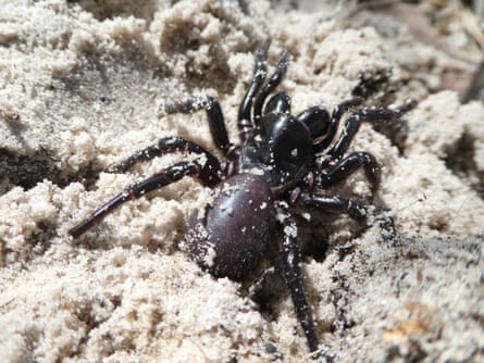 The Fraser Island funnel-web spider