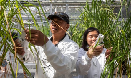 Wenceslao Larazo, left, and Cherryl Quiñones measure rice crops that will be heated at extreme temperatures at nightfall at Arkansas State University.