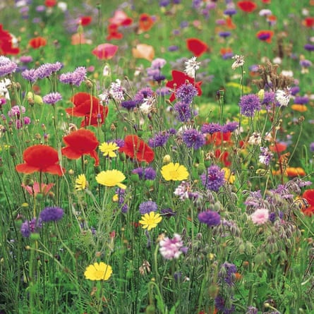 Suttons Wildflower Collection, Flower Collection