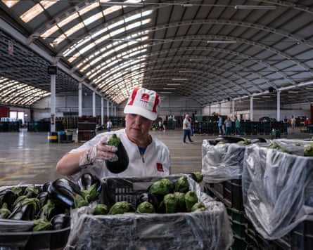 A worker examines an eggplant.