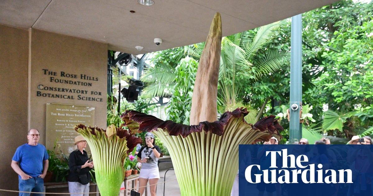 California: thousands flock to see pair of pungent corpse flowers bloom