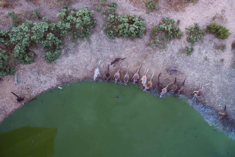 Kangaroos compete for the small amount of water in the outfall at Lake Cawndilla near Menindee, New South Wales.