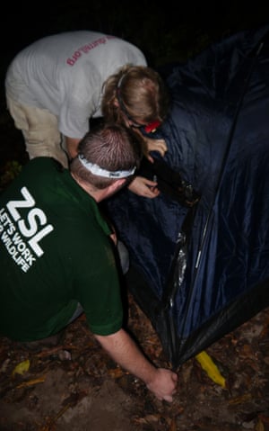 Setting up the soft release tent for Montserrat’s last two mountain chicken frogs.