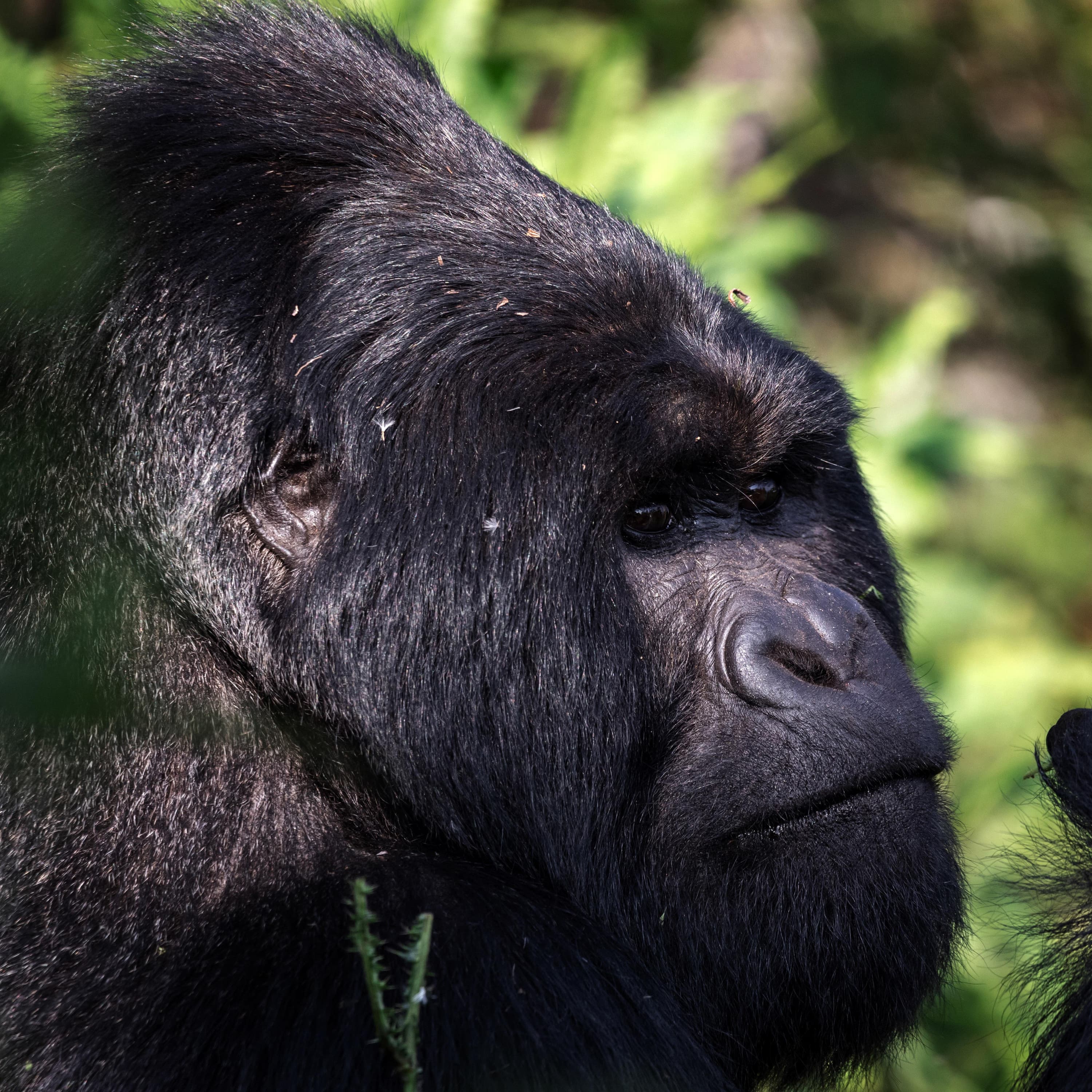 The comeback of the mountain gorilla