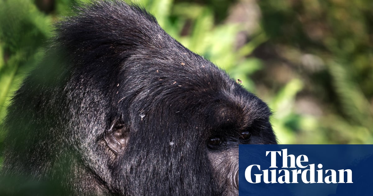 The comeback of the mountain gorilla – podcast