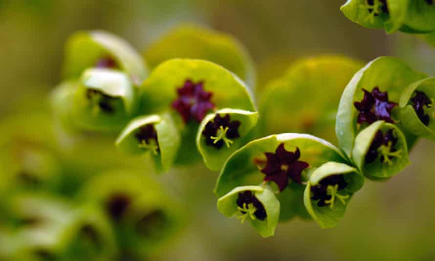 Euphorbia at The Posion Garden, Alnwick, Northumberland.