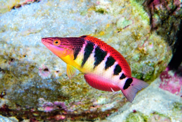 Approximately one-quarter of all fishes swimming in Rapa Nui are endemic, like the Pseudolabrus semifasciatus.