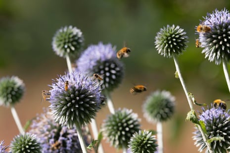 Bumblebees and hoverflies on the flowers of a globe thistle (echinops ritro)