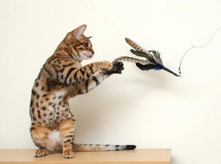 GoCat Da Bird feather toy