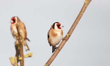 Goldfinches.