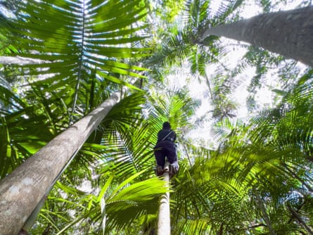 Harvesting açaí berries involves having a head for heights.