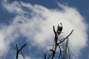 A fish eagle on a branch of a dead acacia tree, Lake Naivasha, Kenya