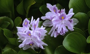 Water hyacinth flowers are native to South America but have appeared in Africa since the 1990s.