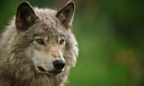 A portrait of a grey wolf against a green background.