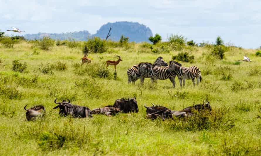 Stork, impala, blue wildebeest and plains zebra, Kruger national park.