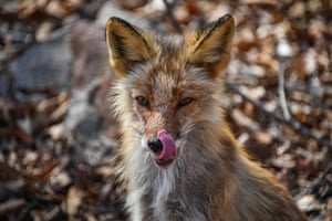 Uma raposa na Ilha Russky.
