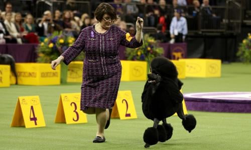 Siba The Standard Poodle Named Westminster S Best In Show As It Happened Sport The Guardian Which Dog Won The Championship Best In Show At The 2022 Westminster Dog Show?