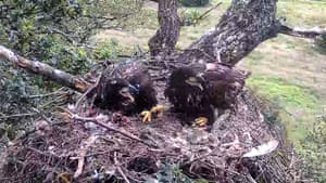 Eagles in a nest
