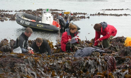 One of the Atlantic beds of kelp believed to have survived for 16,000 years.