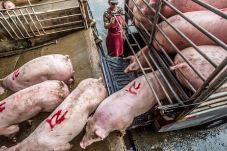 Pigs being transported to a Thai slaughterhouse