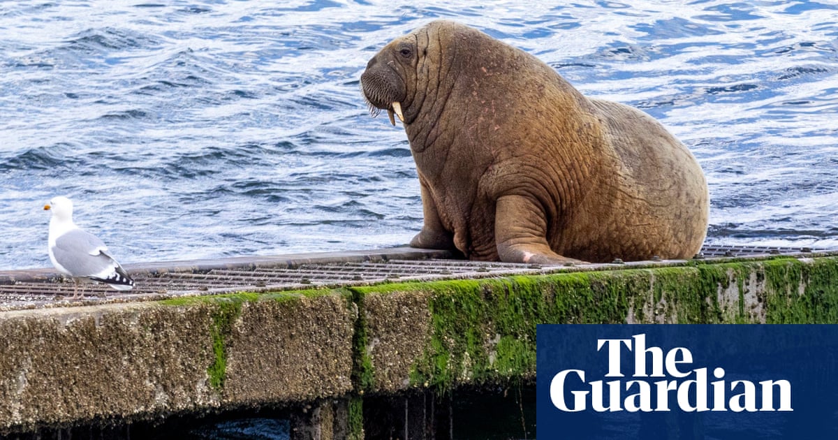 Tusk master: Wally the walrus departs Isles of Scilly and heads north