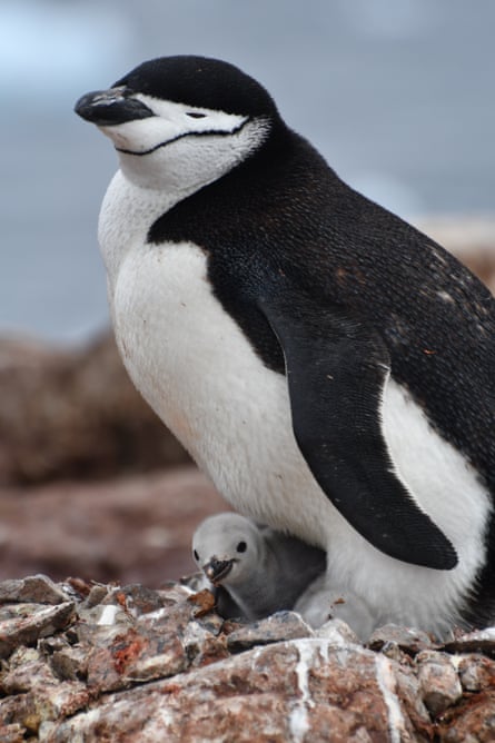 Penguin with a chick.