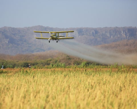 Um avião pulverizando pesticidas na Costa Rica, onde o Guardian já havia relatado os efeitos perigosos de produtos químicos importados da UE.