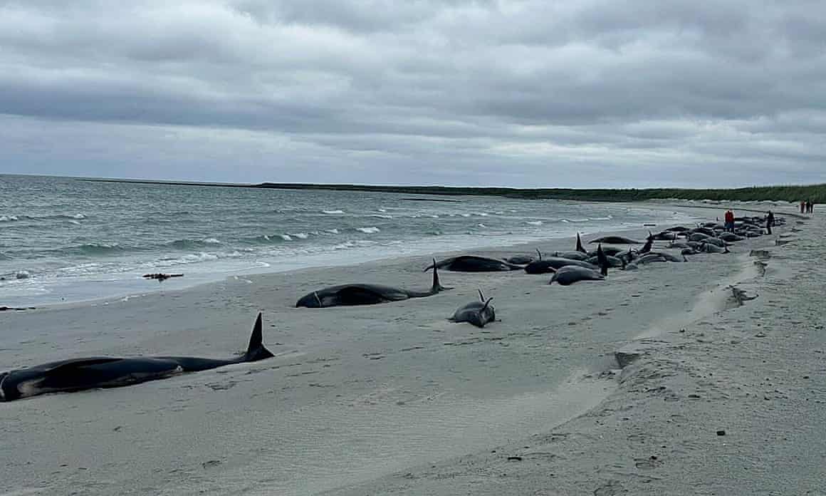 The bodies of pilot whales lie on a beach on the Isle of Sanday.