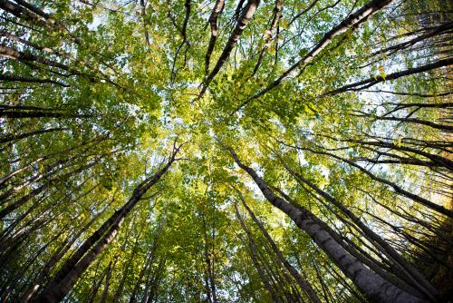 A forest tree canopy in Rockport, Maine.