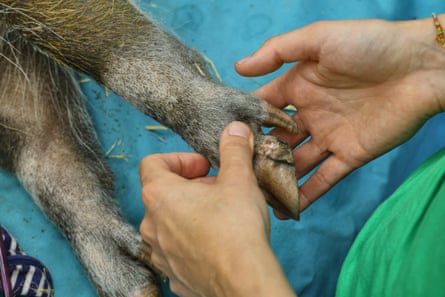 Woodhall checks a cracked hoof belonging to Cameron, a 10-year-old red river hog