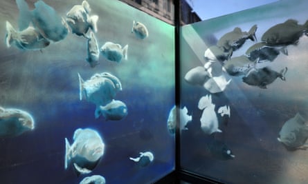 closeup of piranhas on police box