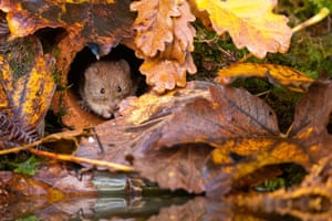 Um rato-banco, na entrada de um cano à beira de uma piscina florestal, Corwen, Norte de Gales, Reino Unido