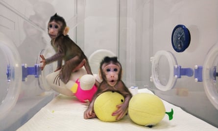 Cloned monkeys Zhong Zhong and Hua Hua.