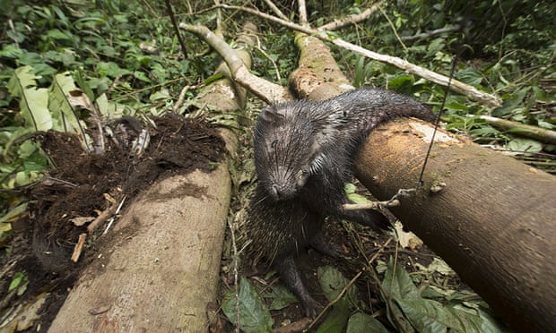Malayan porcupine killed in a snare in Malaysia.