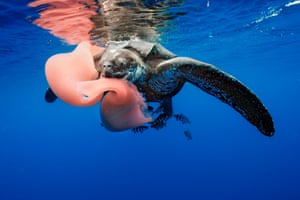 The leatherback turtle, feeding here on a pyrosome, has become increasingly rare in both the tropical Atlantic and Pacific. It declined by 95% between 1989 and 2002 in Las Baulas national park in Costa Rica, mainly caused by mortality at sea due to individuals being caught as bycatch and by development around nesting beaches. Similar trends have been observed throughout the species’ range.