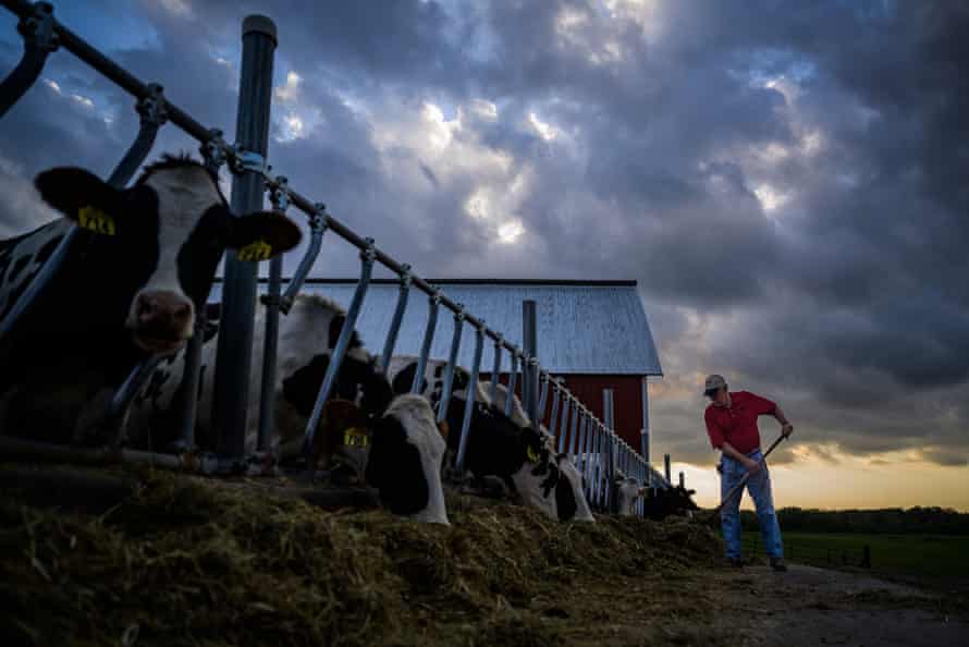 Fran Miron feeds his cows on at his farm in Hugo, Minnesota, September 2019