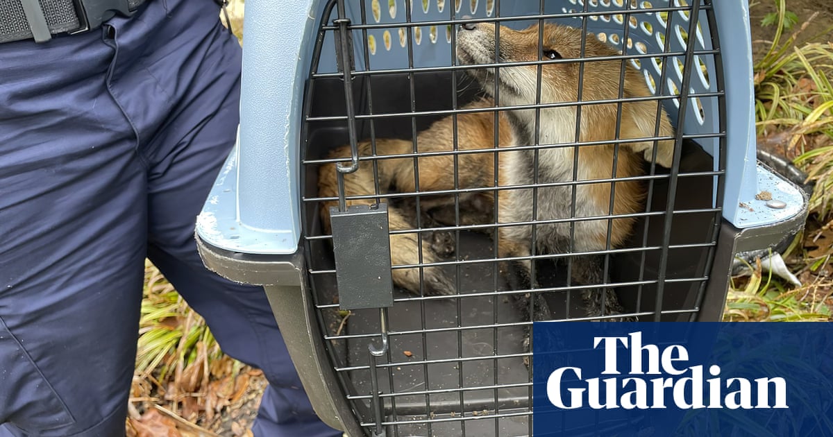 Fox news: Capitol police catch mammal accused of attacking congressman – The Guardian