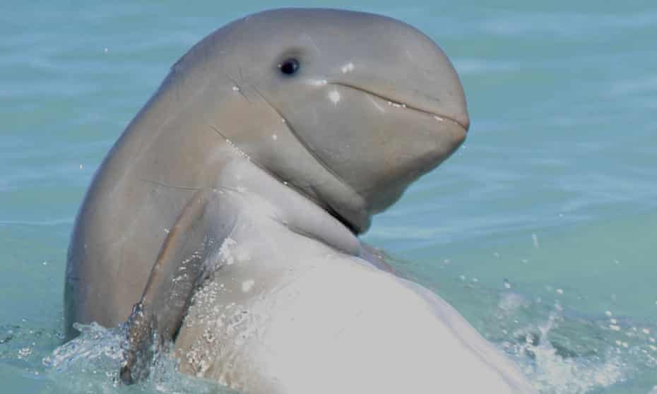 Snubfin dolphin