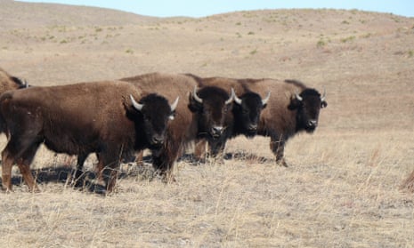 Four bison stand in a line in a vast field of dry grass, staring curiously at the camera.