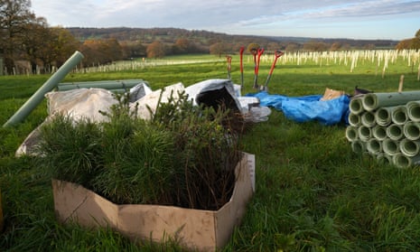 Trees being planted at a farm near the River Thames.
