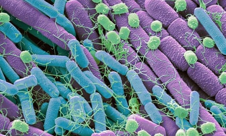 Soil bacteria seen with a coloured scanning electron micrograph (SEM). Bacteria in the soil are directly linked to nutrient recycling especially carbon, nitrogen, phosphorus and sulphur.