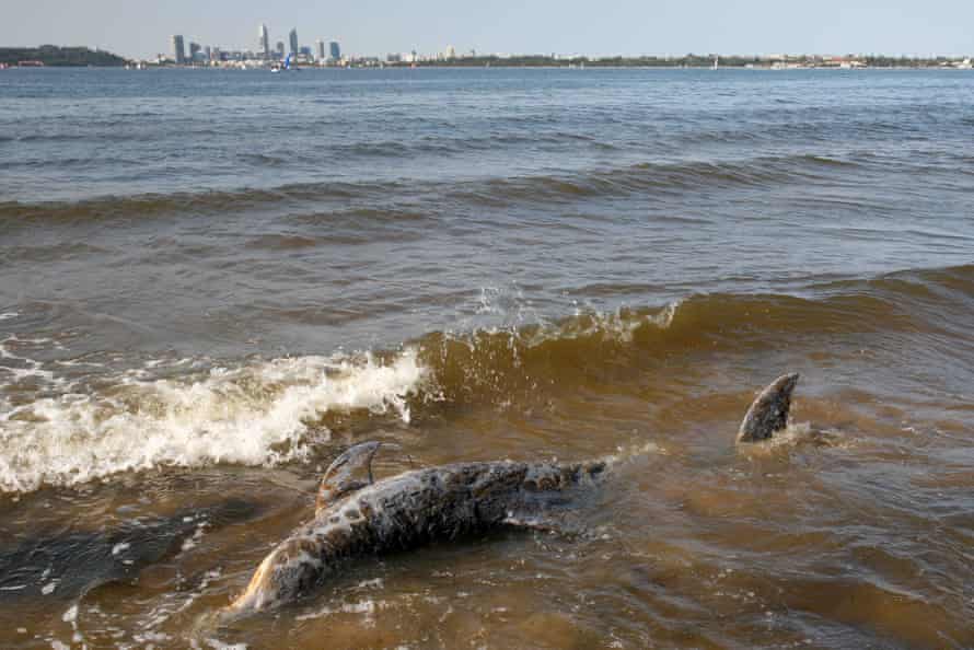 The dolphin stranded on the beach, with Perth in the background.