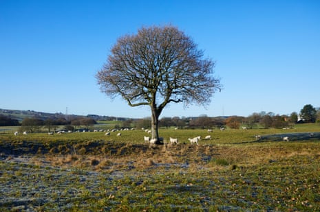 Oak tree in Greenmount 29 November 2016