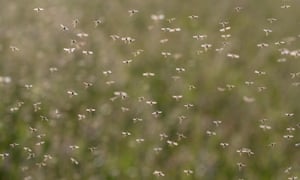 The deadly Plasmodium falciparum malaria parasite, which is transmitted by mosquitoes, is becoming more resistant to drugs. 5500.jpg?width=300&quality=85&auto=forma