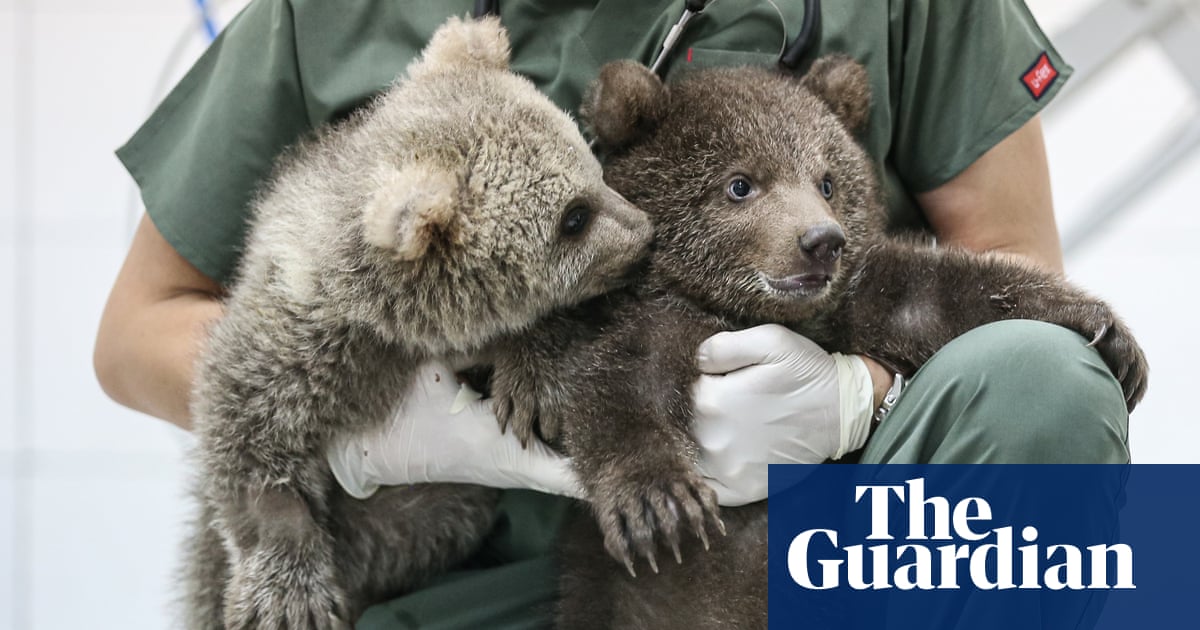 Week in wildlife: wild ponies, a playful jaguar and penguin chicks taking their first swim