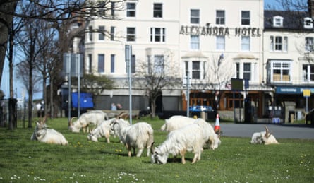 A herd of goats in Llandudno, Wales 31 March 2020.