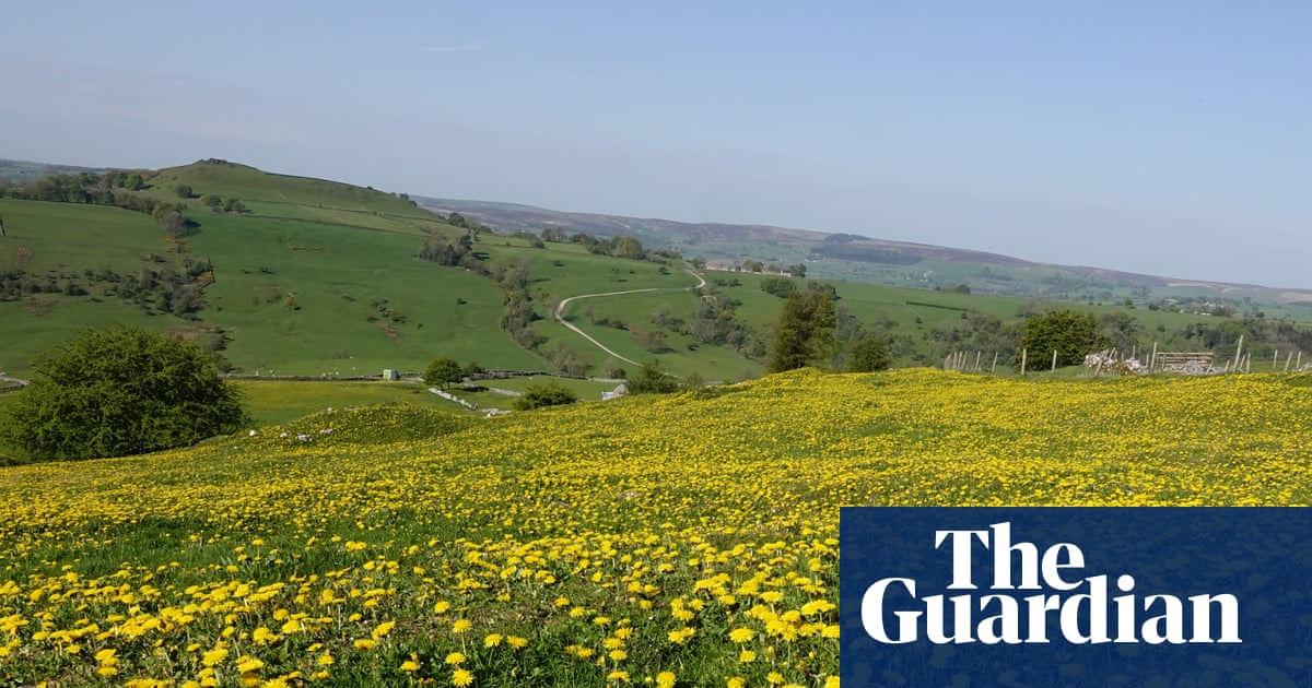Country diary: A truly golden spring for buttercups and dandelions | Mark Cocker