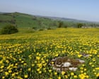 Country diary: A truly golden spring for buttercups and dandelions | Mark Cocker