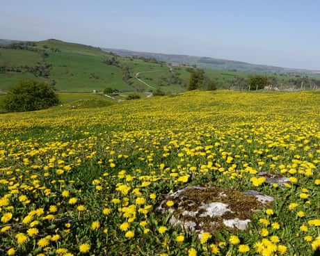 Country diary: A truly golden spring for buttercups and dandelions | Mark Cocker