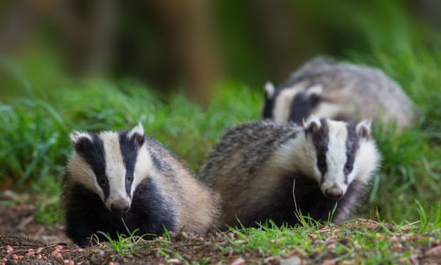 POLL: Should the Government's senseless slaughtering of badgers be allowed to continue? POLL: Should the Government’s senseless slaughtering of badgers be allowed to continue?